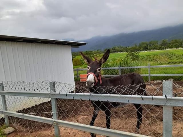 megapx