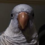 鳥奴上線中