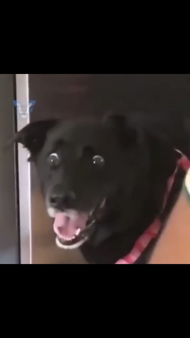 求這隻黑狗的迷因影片- 梗圖板| Dcard