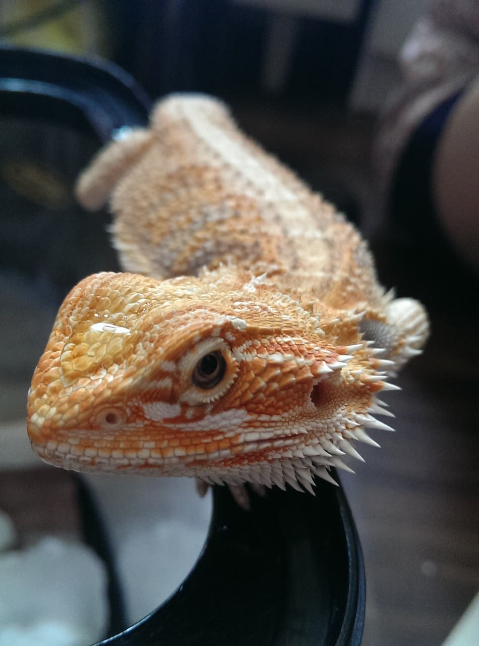 megapx