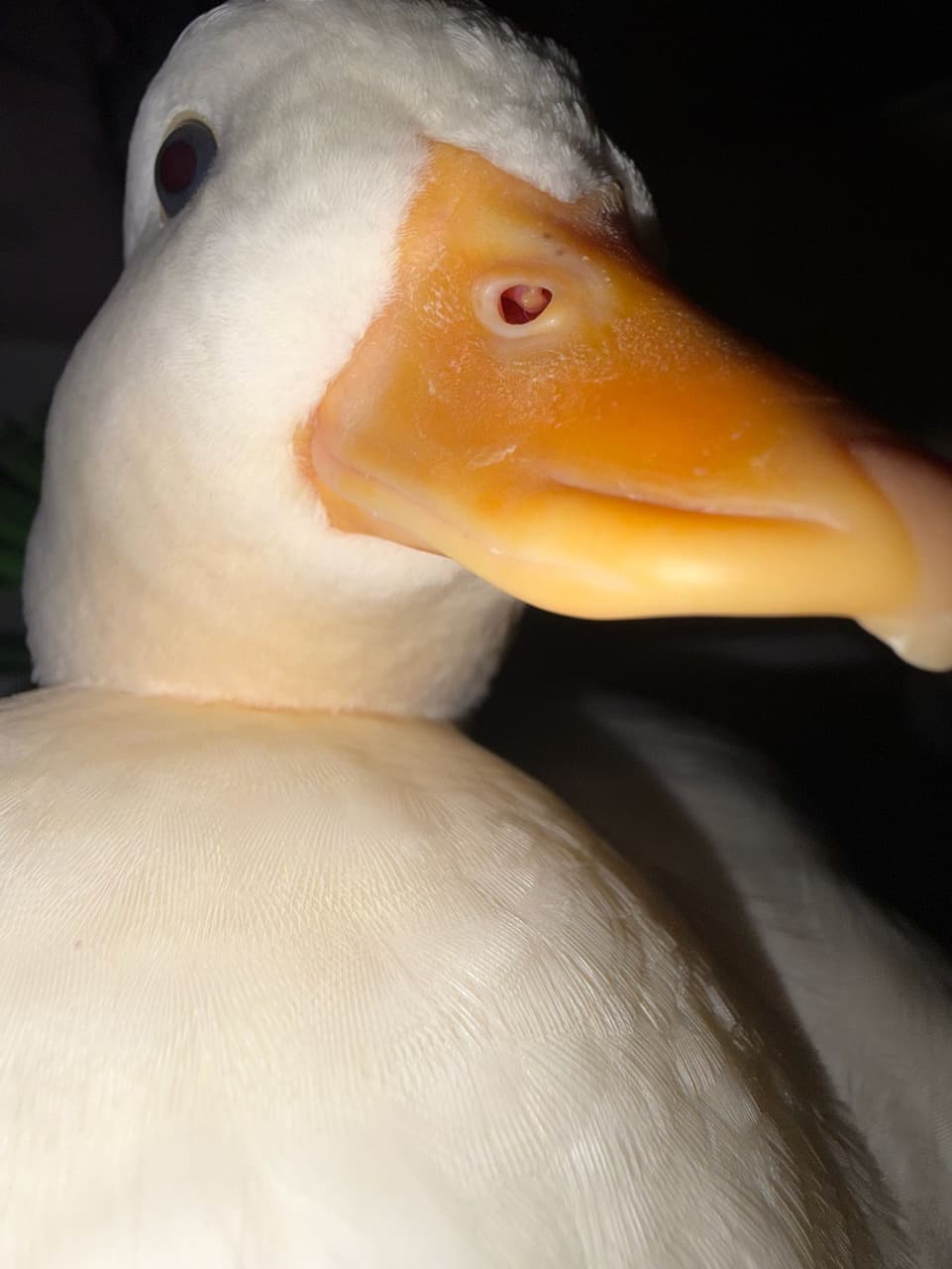 megapx