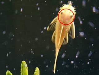 megapx