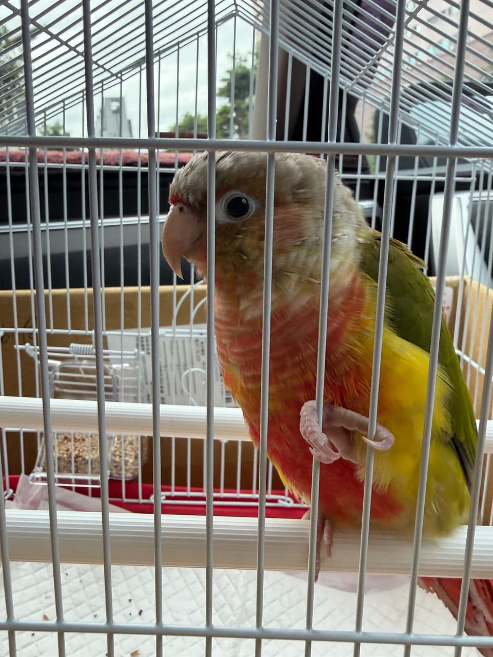 megapx