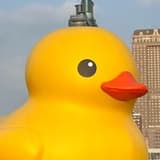Duck不必