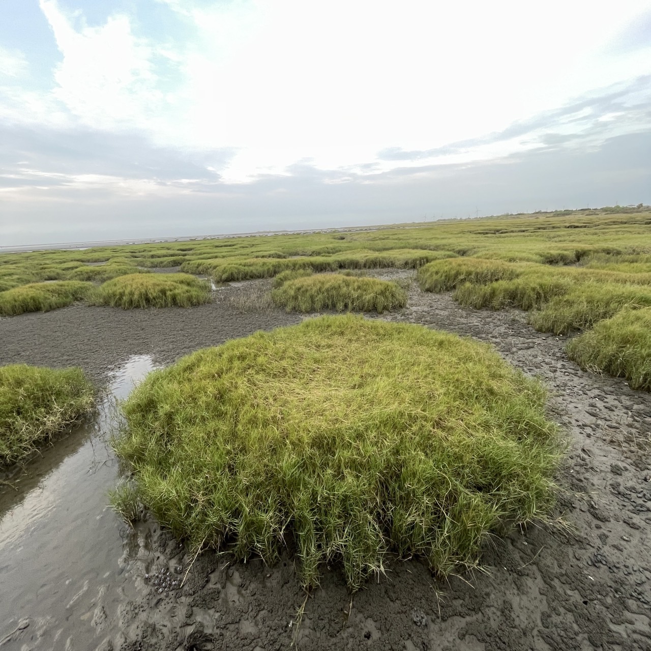 國內遊記 高美濕地半日遊～