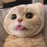 水獺愛玩玩具