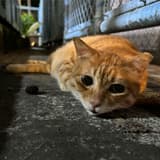 貝琪