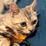 Miso