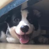 傑克斯