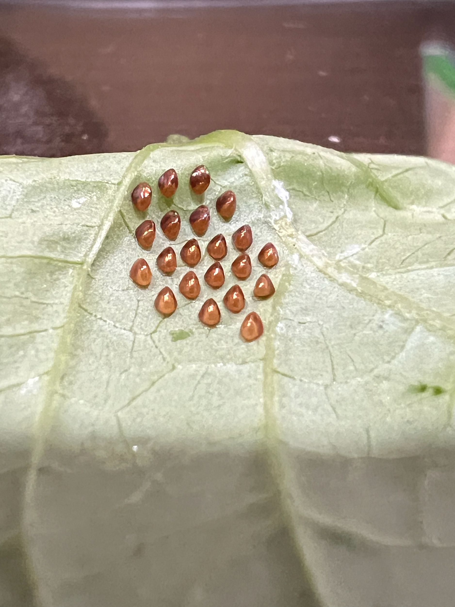 請益請問這是什麼蟲的卵- 昆蟲板| Dcard