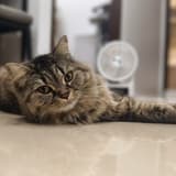 尼莫出走