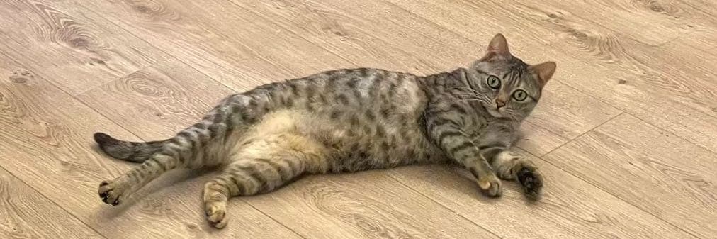 Kira