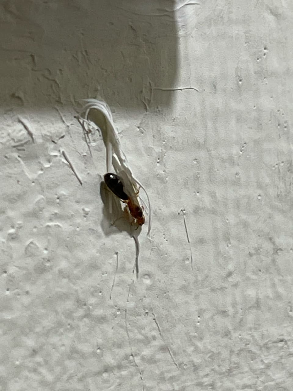 鑑定#鑑定有翅膀的螞蟻？ - 昆蟲板| Dcard