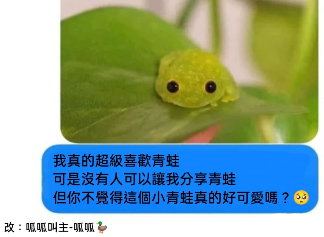 可不可愛蛙🥺🐸 - 呱呱叫主-呱呱🦆和呱啦(@ruuubyyy) | Dcard