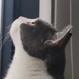迷茫的企鵝