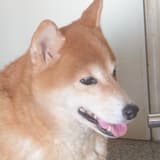 incogdogo