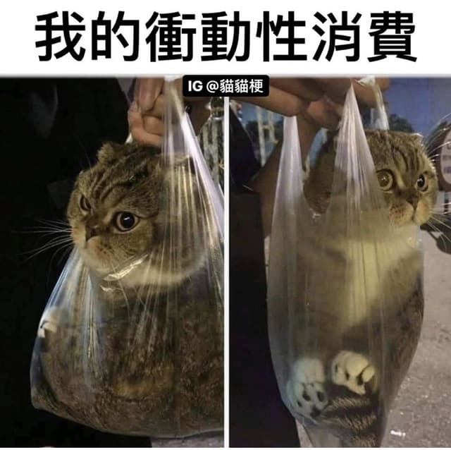 貓貓早安午安晚安/ - 梗圖板 | Dcard