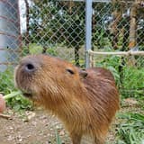 hzfuttermeid