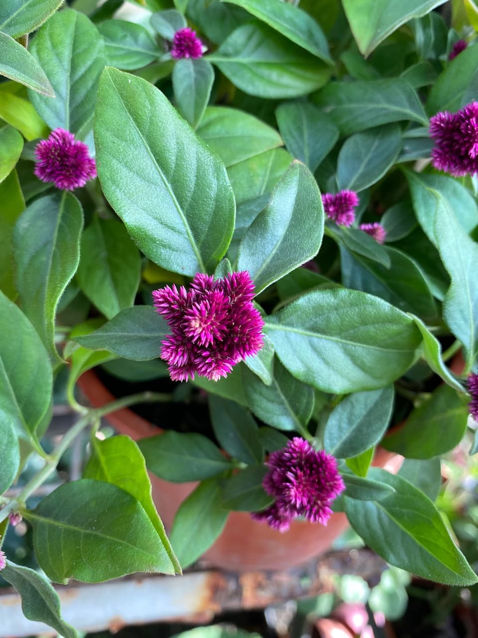 像千日紅的某種草本植物 植物板 Dcard