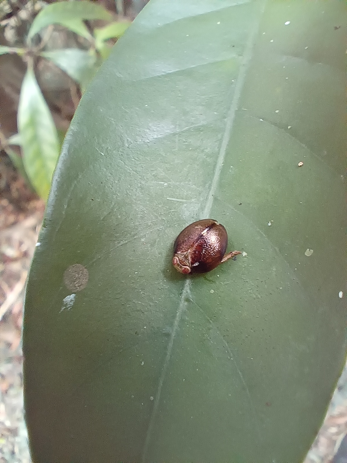 #鑑定 請問這是什麼蟲？（文長） - 昆蟲板 | Dcard