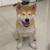 勇敢堅強的小刺蝟