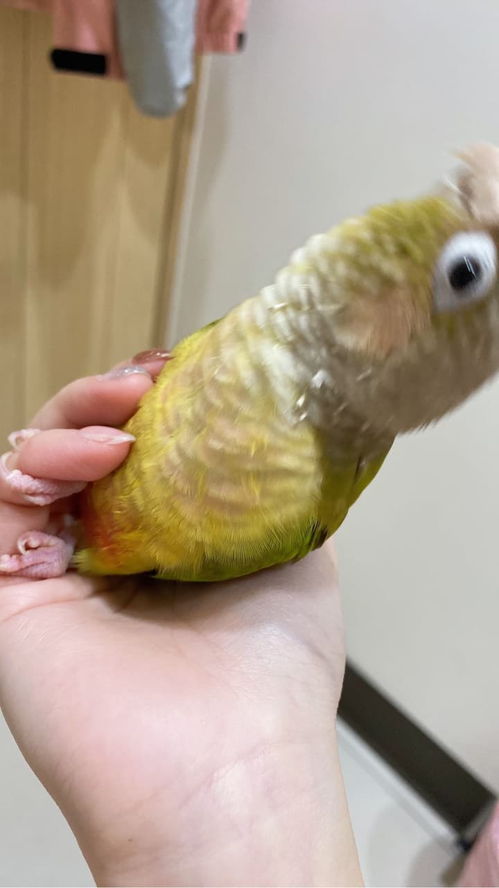 小太陽鸚鵡的最新討論 | Dcard