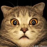 雲淡風輕的苦笑