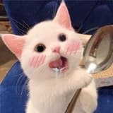 148_小貓球