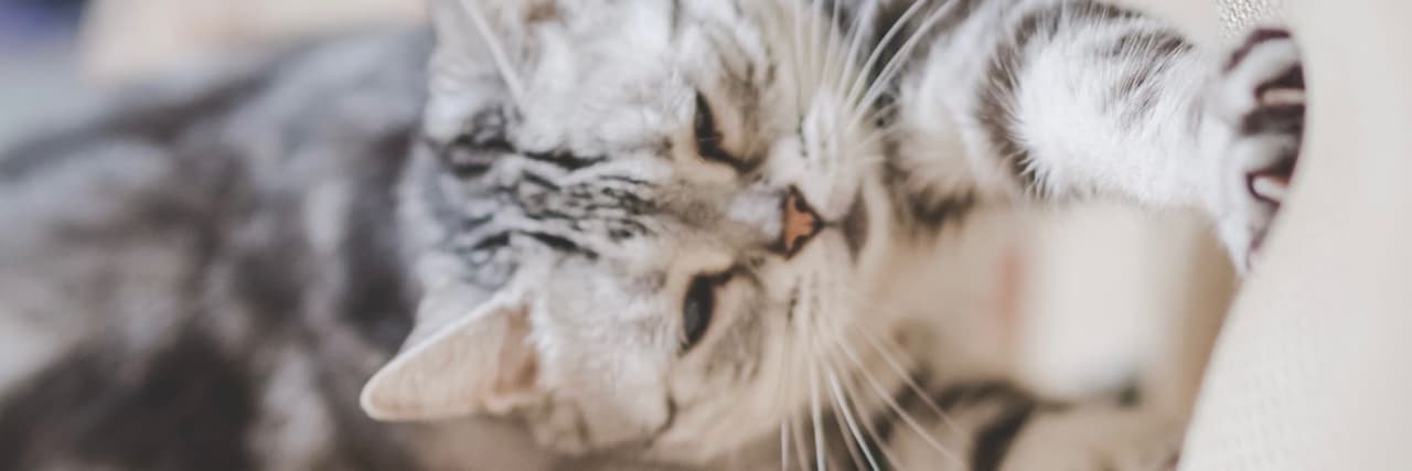 Jhen 🐈