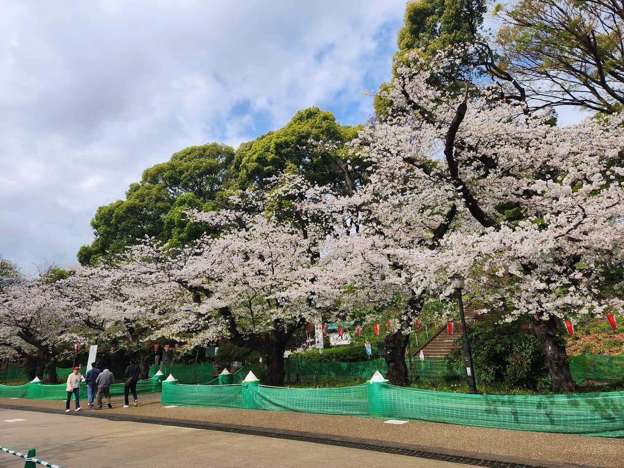 2025的東京11天自由行散策with櫻花篇🌸-(上) - 日本旅遊板 | Dcard