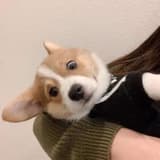 吃不完的起司