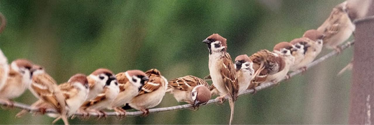 一隻麻雀♀