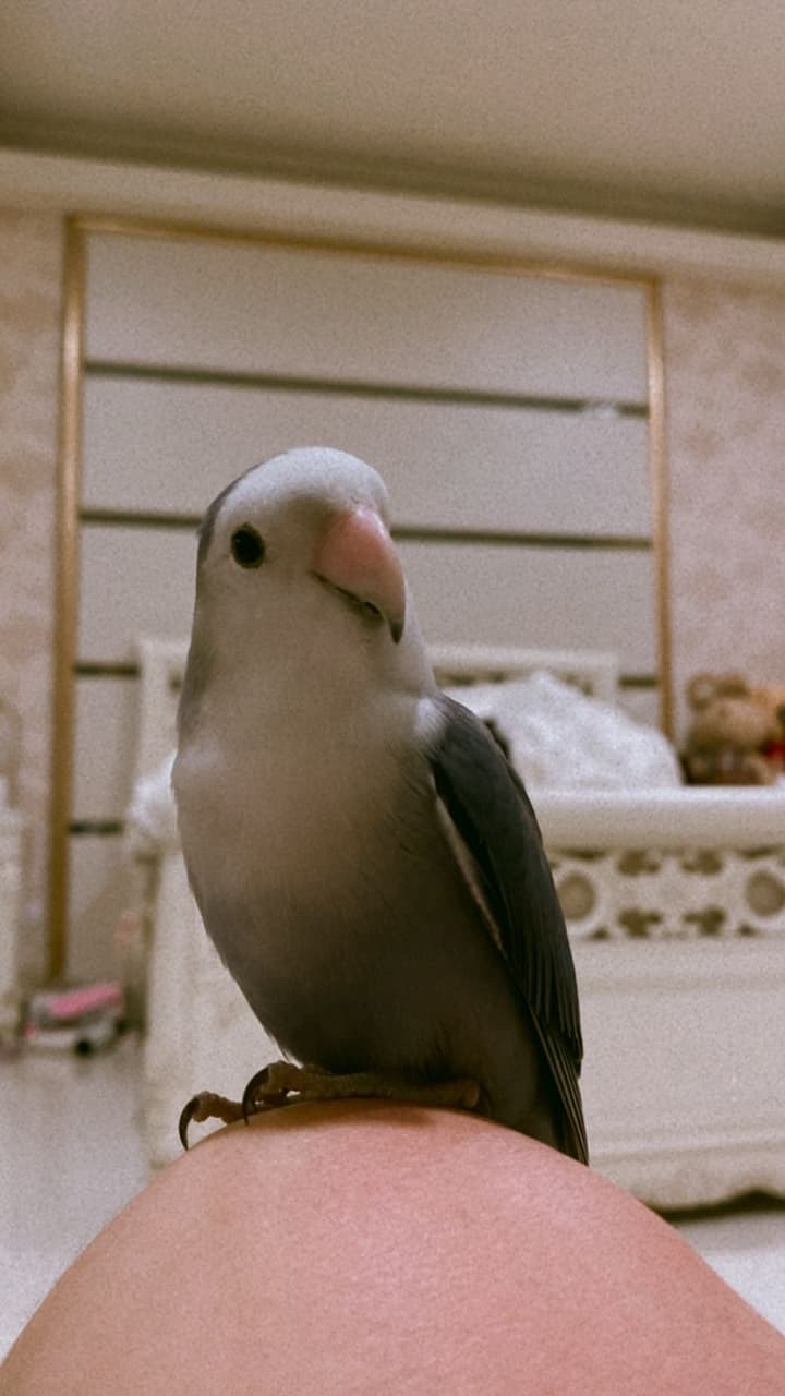 megapx