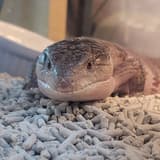 hecolotte