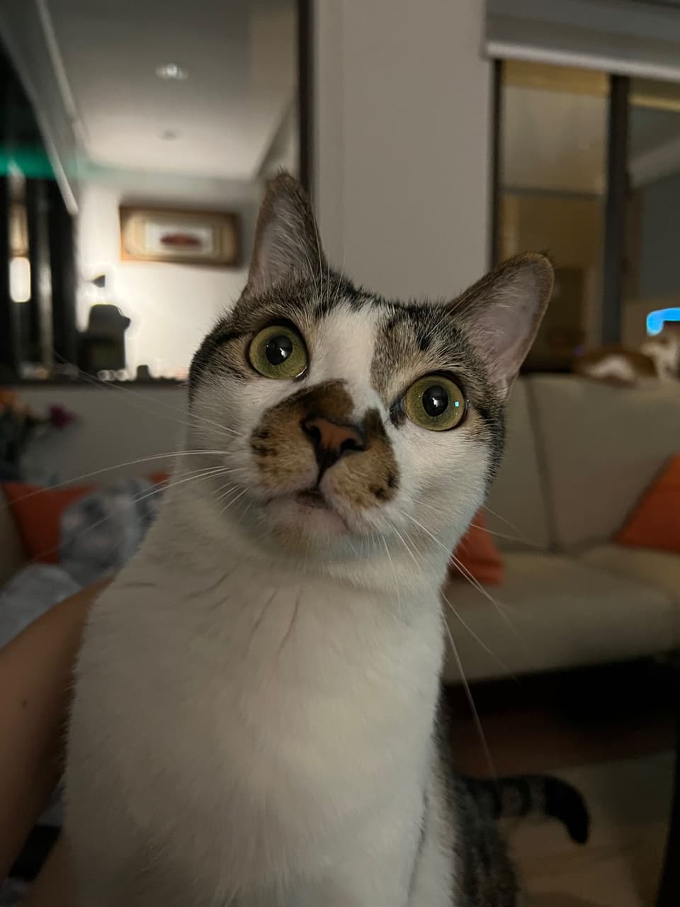 megapx