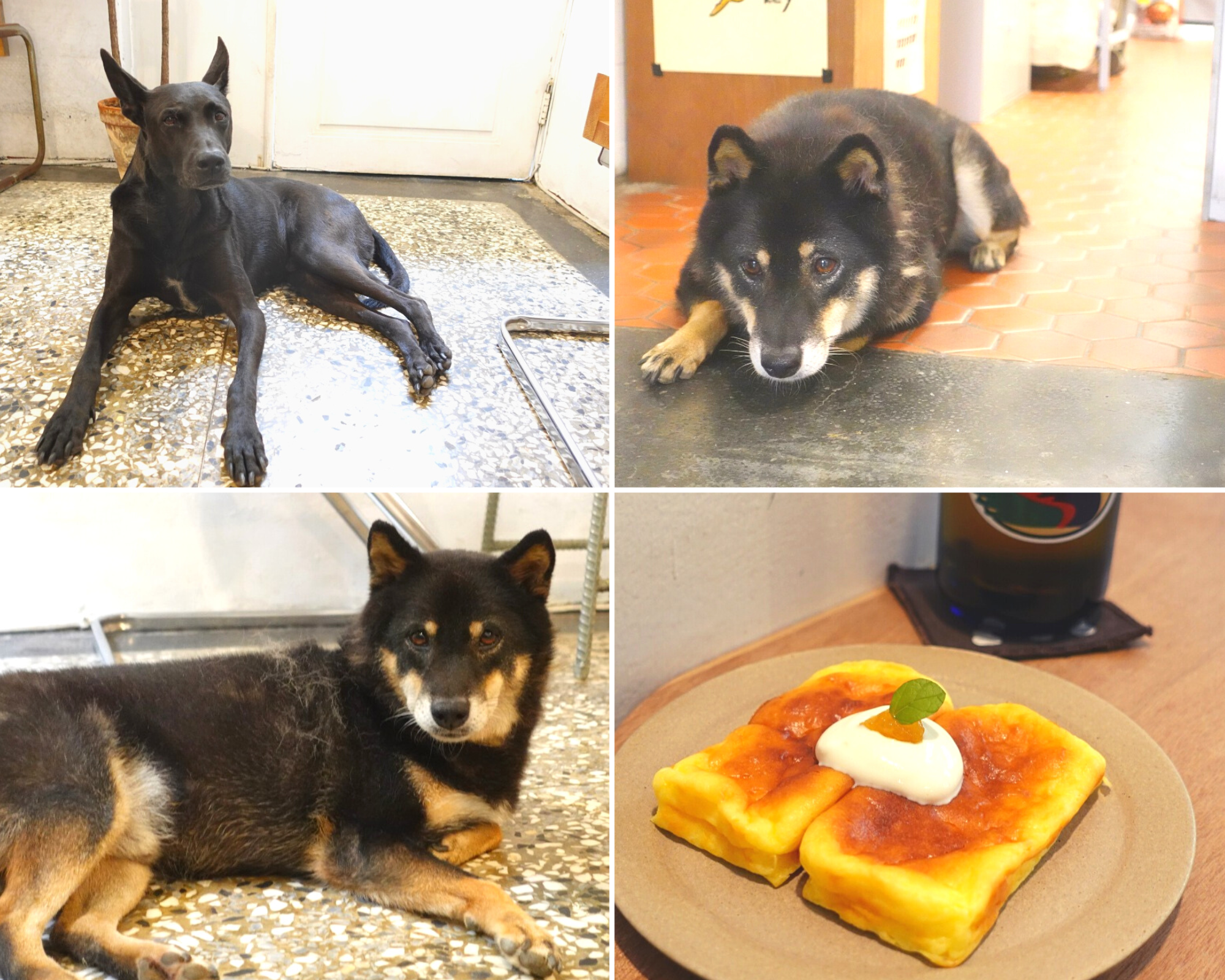 六間高雄有狗狗的餐廳分享｜Grace Café 典．咖啡、樸樂咖啡楠梓店、致日子TO DAY Coffee 、吉初豆花、MoonSun  Boutique海島時光- 寵物板| Dcard