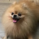 博美轉圈圈