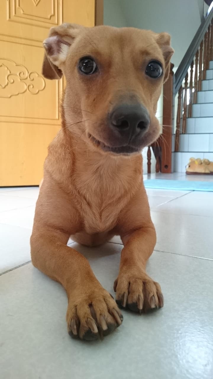 megapx
