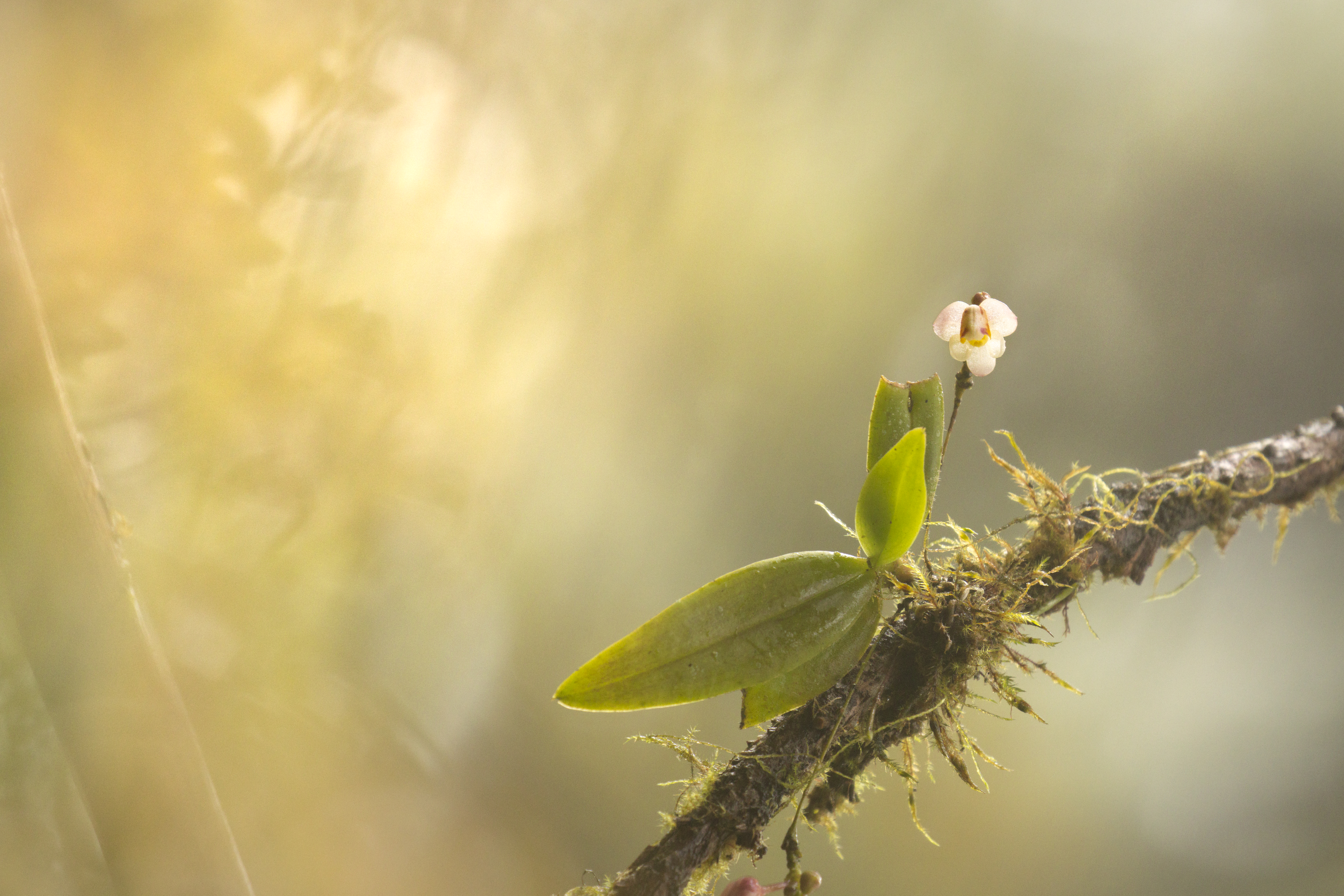 spiranthes 野外露出 