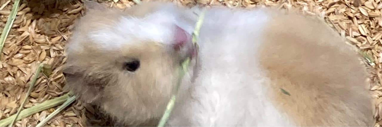 BB