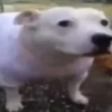 霹靂卡霹靂拉拉