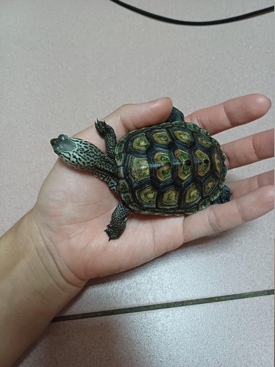 megapx