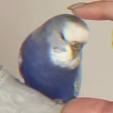 Lin