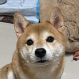 Marumofu