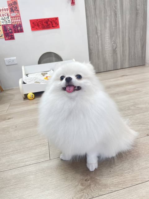 藝芳博美犬舍深度心得 - 寵物板 | Dcard