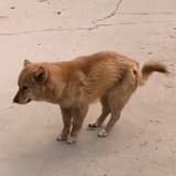 mr.doge