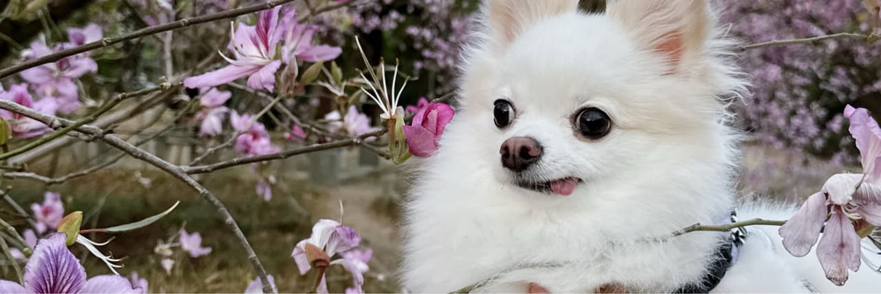 小吉