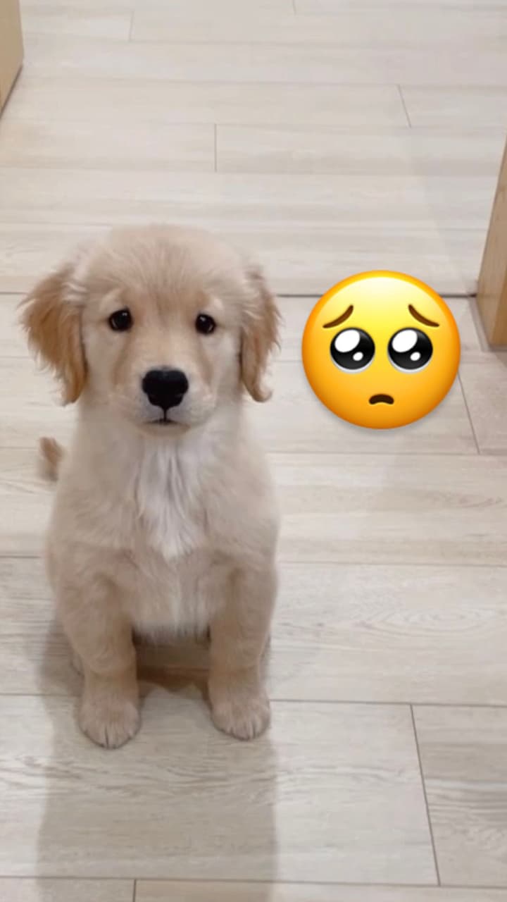 黃金獵犬/咬被被小狗第一個100天- 寵物板| Dcard