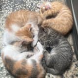 傻眼喵汙
