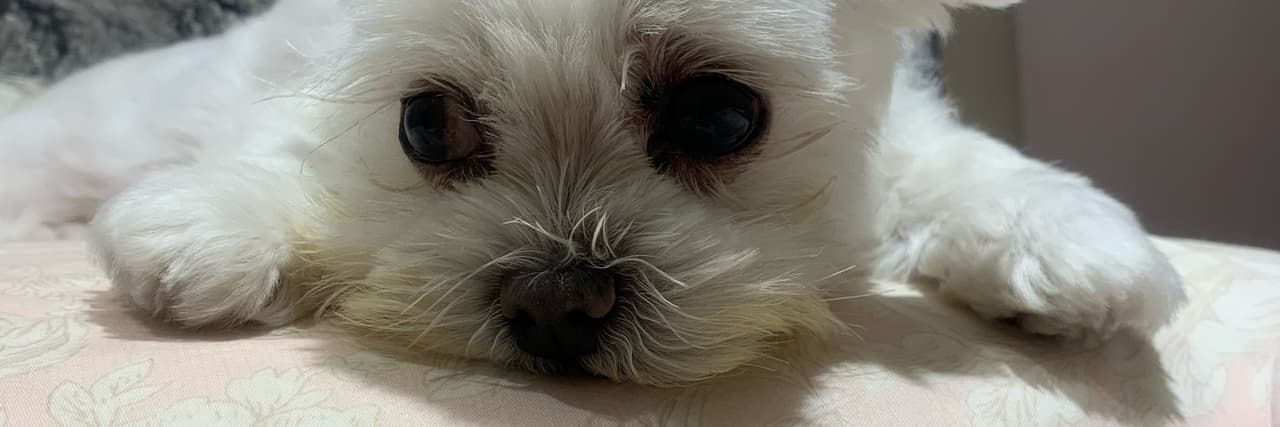 努比